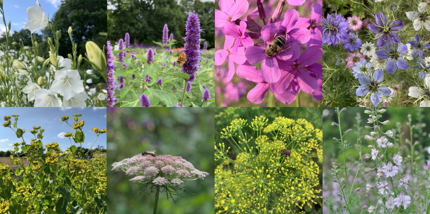 biologische bloemzaden mix voor plukbloemen