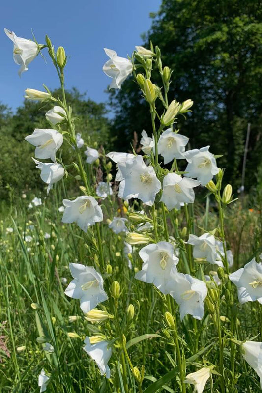 Prachtklokje 'Alba' - Campanula persicifolia