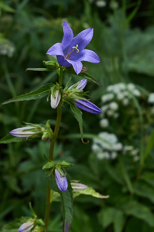 Prachtklokje (mix) - Campanula persicifolia - blauw paars