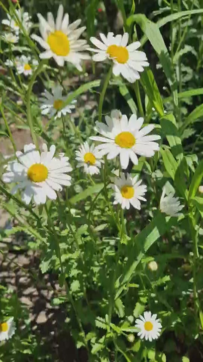 Grote margriet May queen - Chrysanthemum leucanthemum - animatie