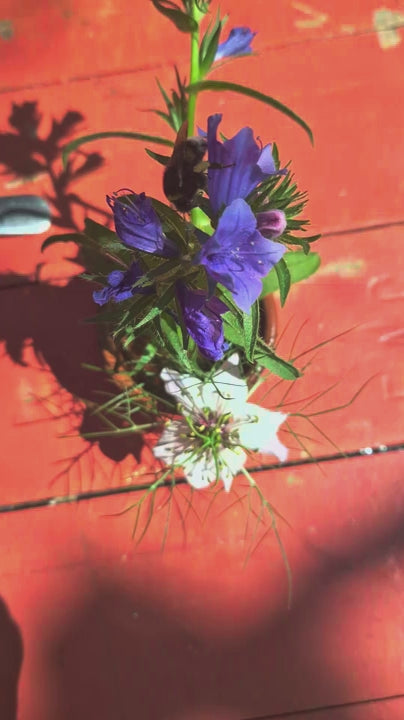 Slangenkruid - Echium plantagineum - in een vaasje