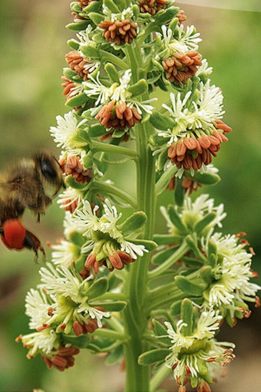 Reseda odorata 'Machet' - Reseda odorata - closeup