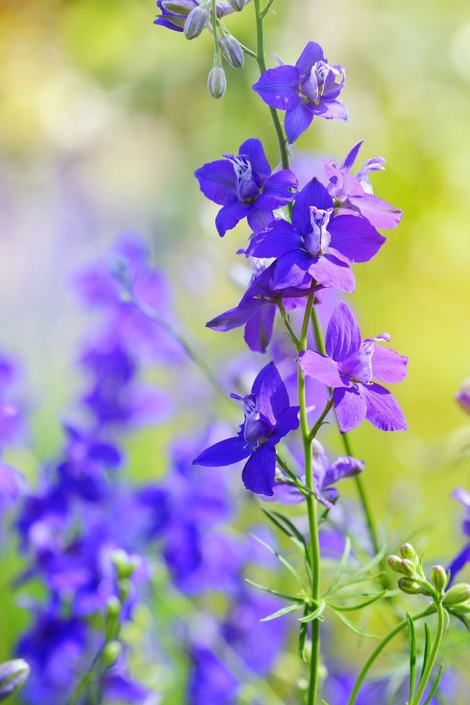 Blue annual larkspur Consolida ajacis flowers