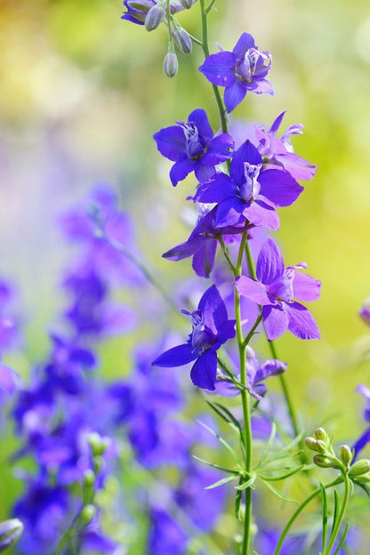 Ridderspoor 'Blauw' - Consolida ajacis