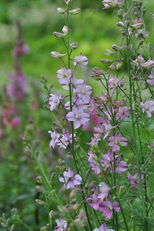 Ridderspoor 'Marshmallow mix' - Consolida Ajacis