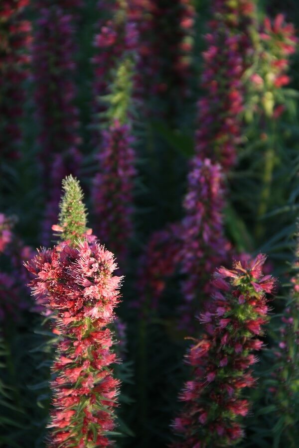 Rood slangenkruid - Echium russicum