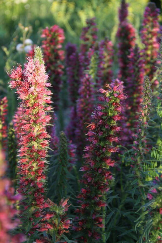 Rood slangenkruid - Echium russicum