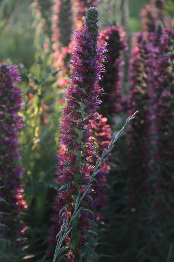 Rood slangenkruid - Echium russicum