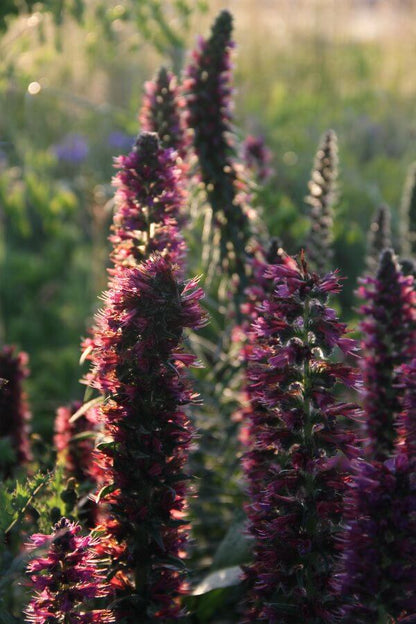 Rood slangenkruid - Echium russicum