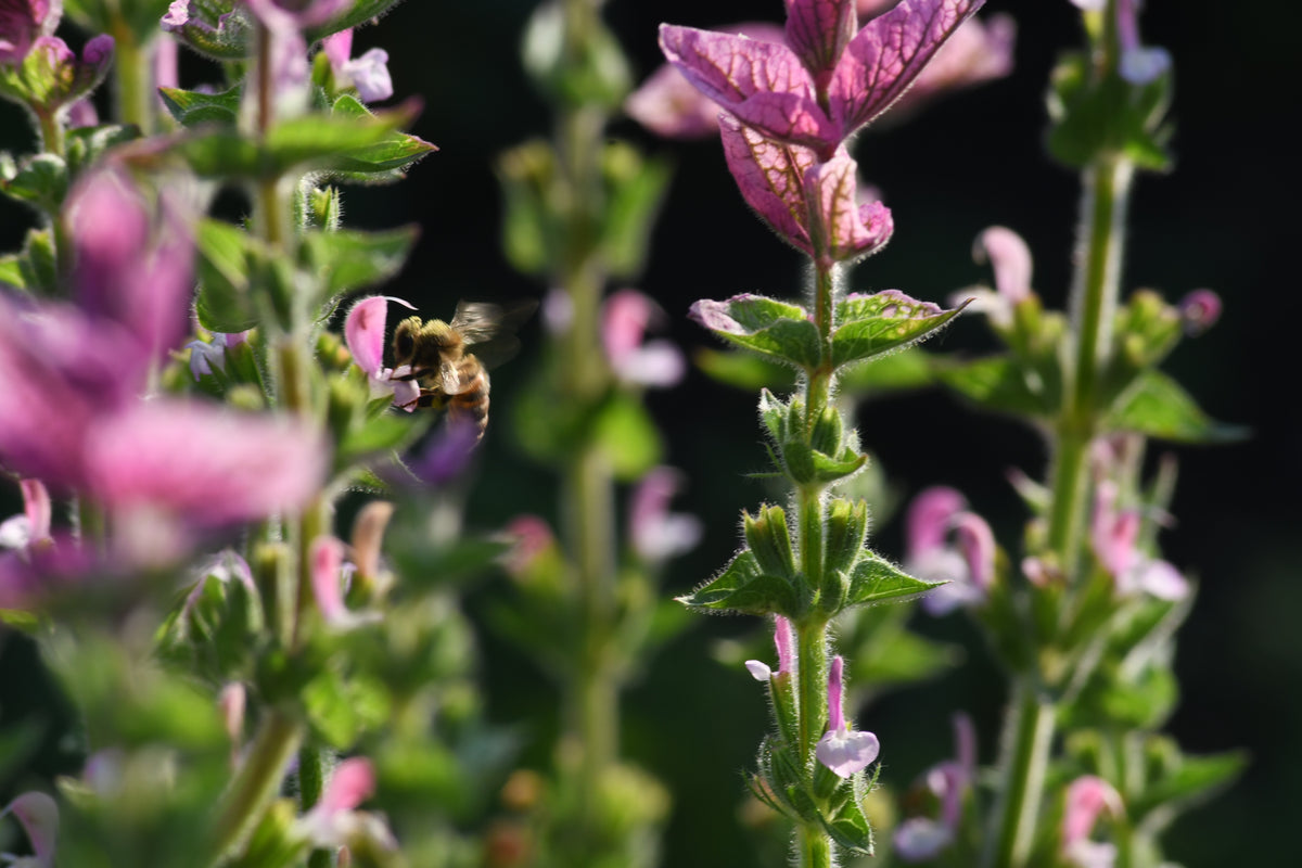 Bonte Salie 'Pink Mist' | Salvia horminum