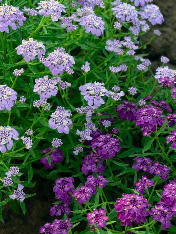 Scheefbloem | Iberis umbellata