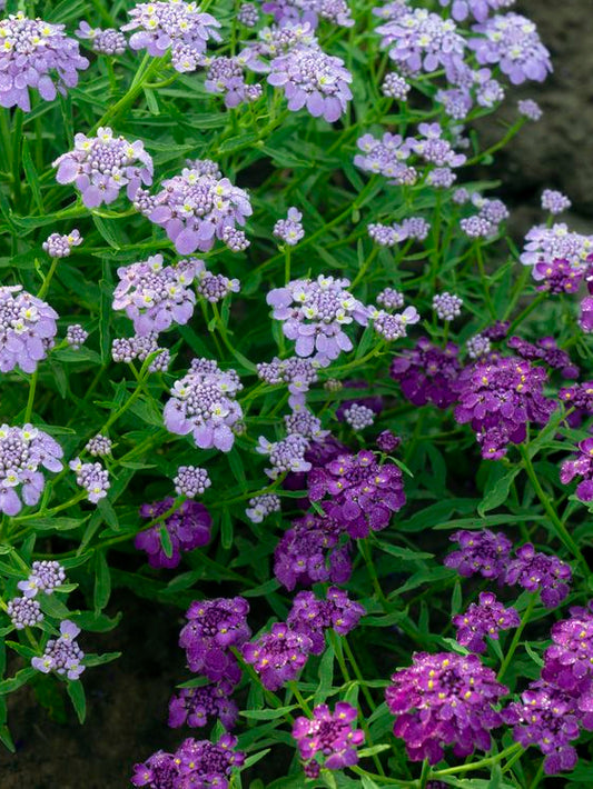 Scheefbloem | Iberis umbellata