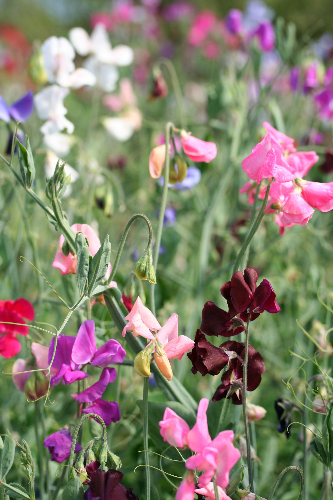 Siererwt ‘Spencer mix’ - Lathyrus odoratus