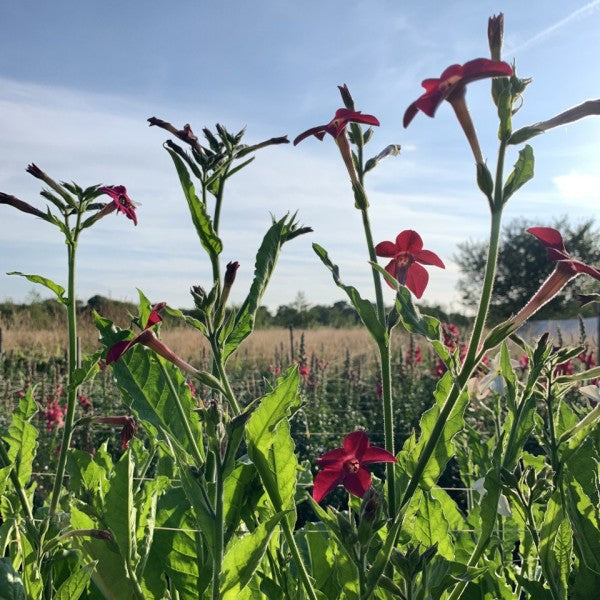 Siertabak ‘Sensation mix’ - Nicotiana alata - rood