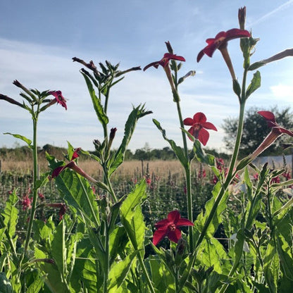 Siertabak ‘Sensation mix’ - Nicotiana alata - rood