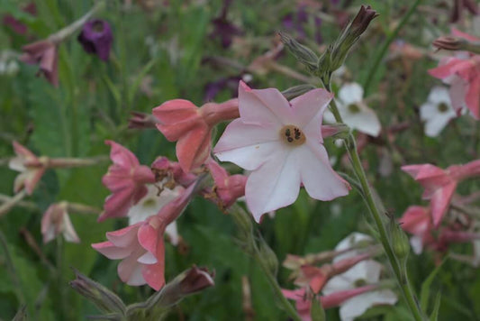 Siertabak ‘Sensation mix’ - Nicotiana alata - roze