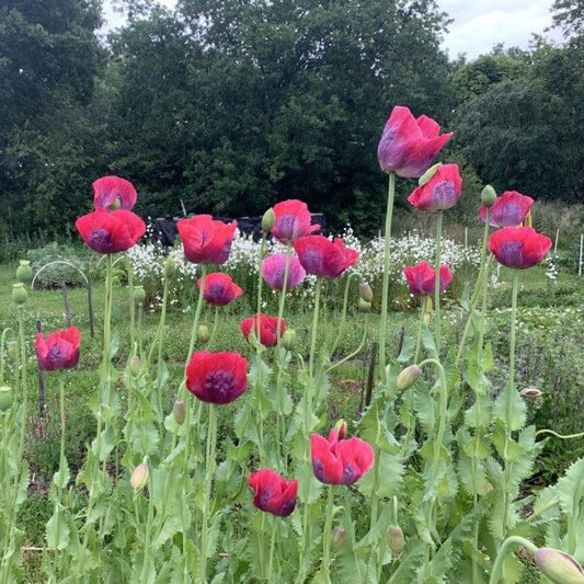 Slaapbol ‘Bowling ball’ - Papaver somniferum