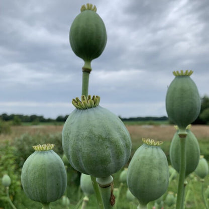 Slaapbol ‘Bowling ball’ - Papaver somniferum - zaaddoos