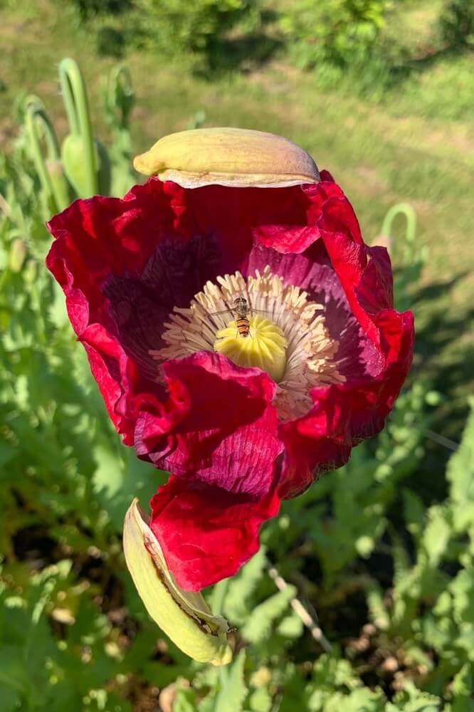 Slaapbol ‘Bowling ball’ - Papaver somniferum - closeup