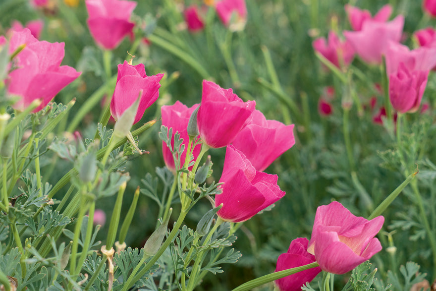Slaapmutsje ‘Carmine king’ - Eschscholzia californica - roze