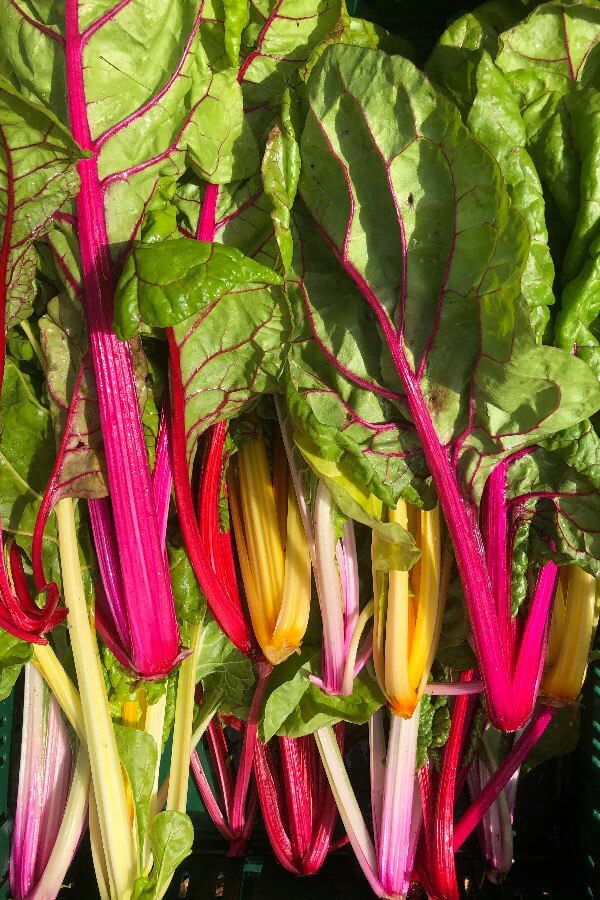 Snijbiet - Regenboog