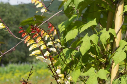 Spaanse vlag - Ipomoea lobata