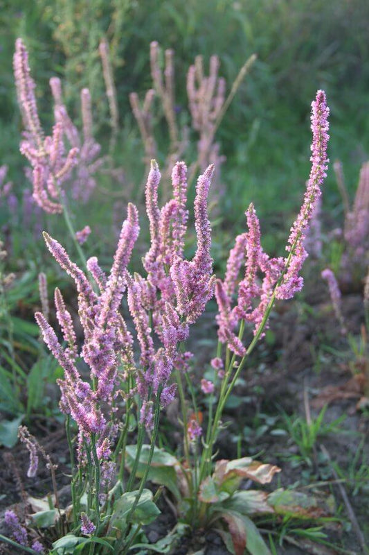 Staartstatice - Limonium suworowii