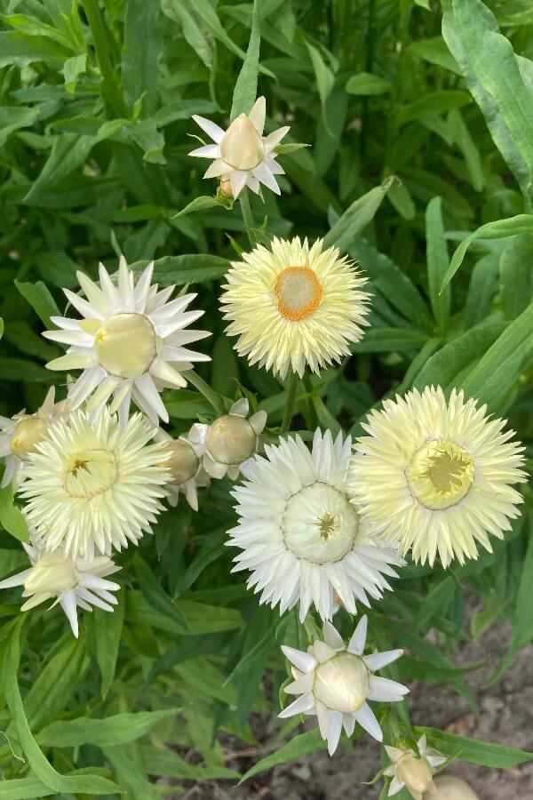 Strobloem 'Creamy white' - Helichrysum bracteatum - closeup