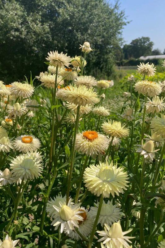 Strobloem 'Creamy white' - Helichrysum bracteatum