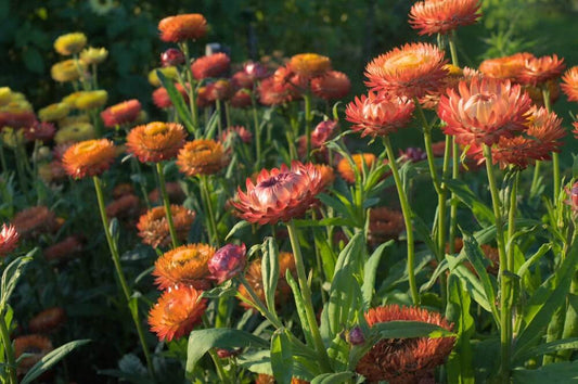 Strobloem ‘Fire mix’ - Helichrysum bracteatum