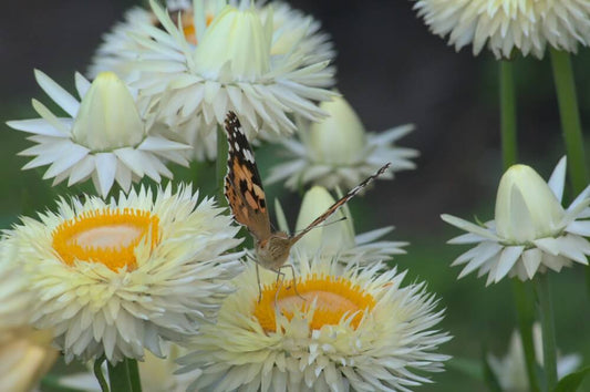 Strobloem ‘Soft lemon’ - Helichrysum bracteatum