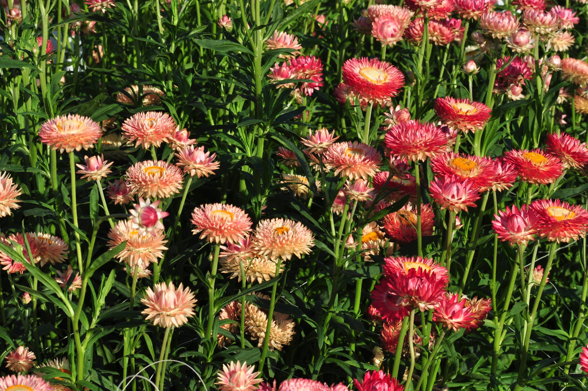 Strobloem 'Warm blush'  – Helichrysum bracteatum - in het veld