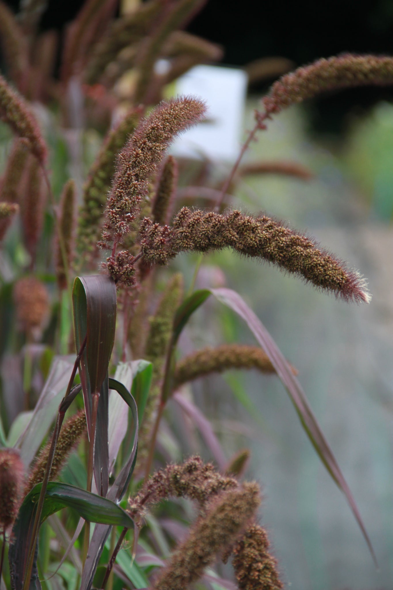Trosgierst 'Red Jewel' – Setaria italica