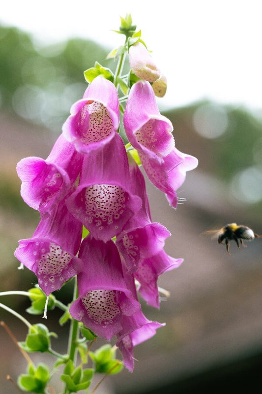 Vingerhoedskruid (paars) - Digitalis purpurea