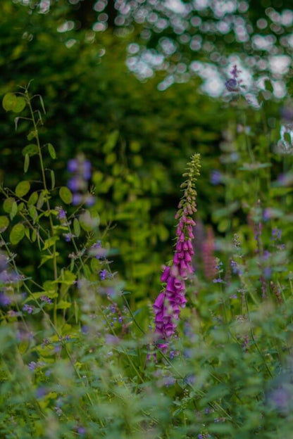Vingerhoedskruid (paars) | Digitalis purpurea