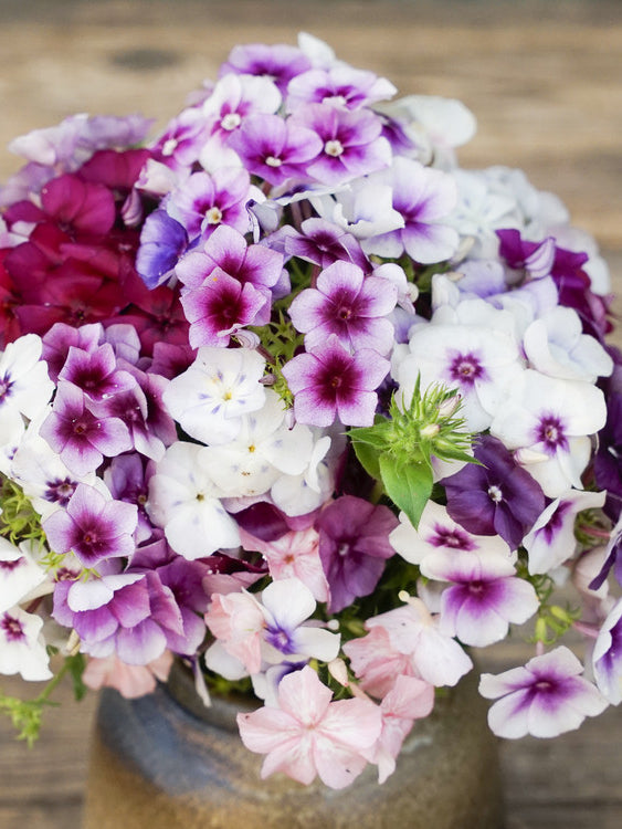 Vlambloem 'Fairytale mix' | Phlox drummondii - in een vaas