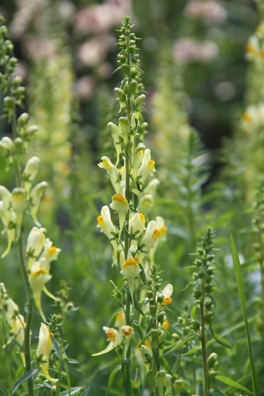 Vlasbekje - Linaria vulgaris - closeup