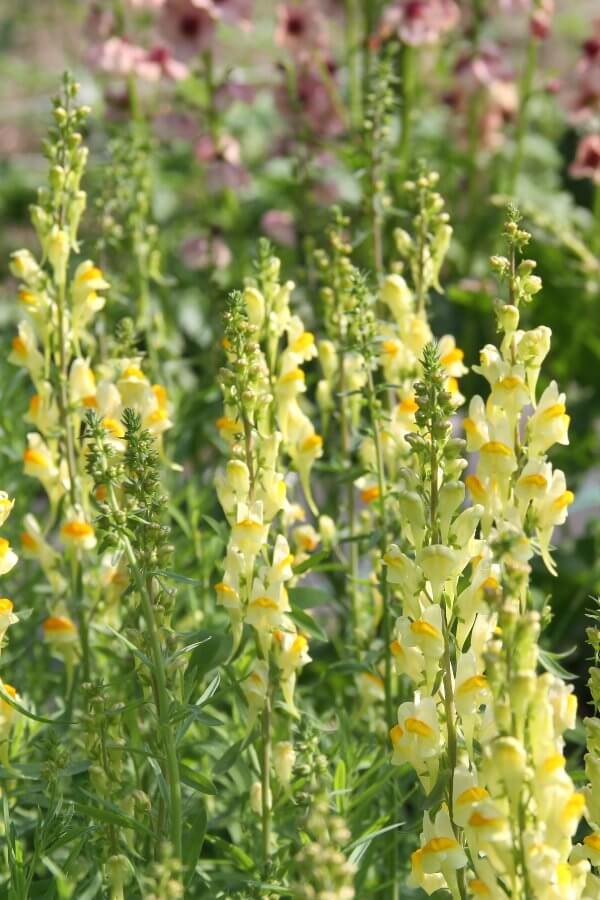 Vlasbekje - Linaria vulgaris