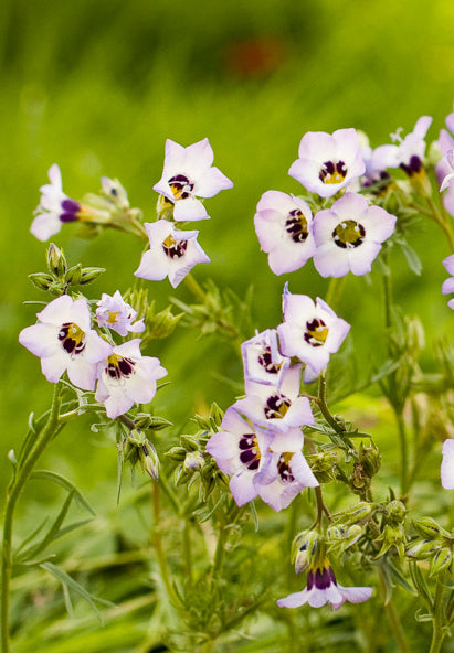 Vogeloogjes - Gilia tricolor - wit met lila