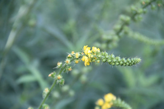 Welriekende agrimonie | Agrimonia procera
