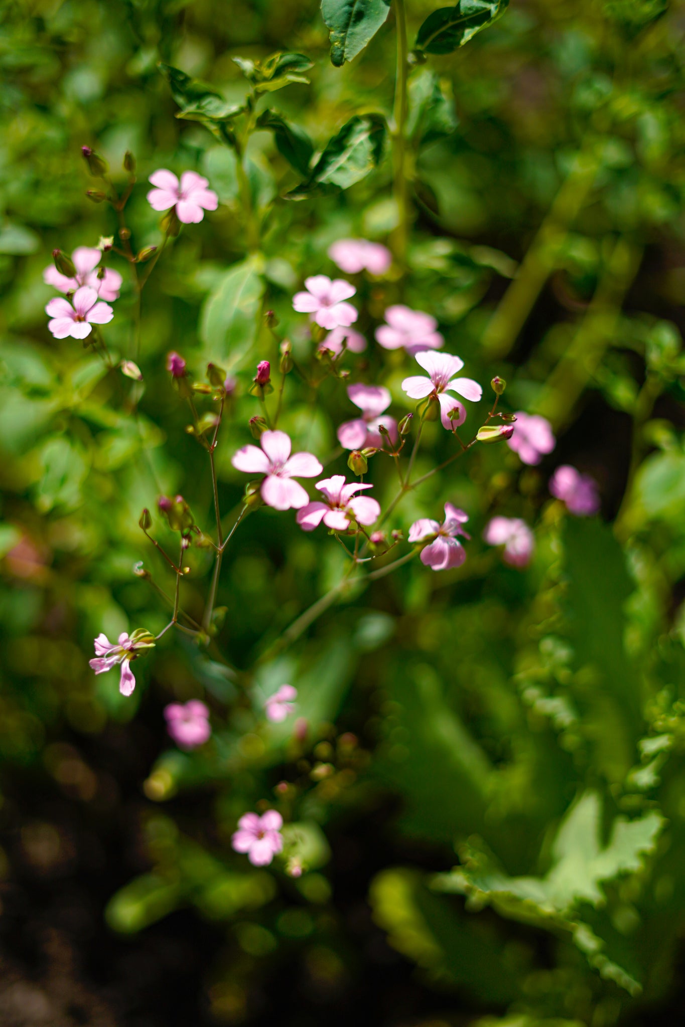Zeepkruid ‘Pink beauty’ | Saponaria officinalis