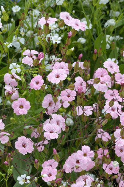 Zeepkruid ‘Pink beauty’ | Saponaria officinalis