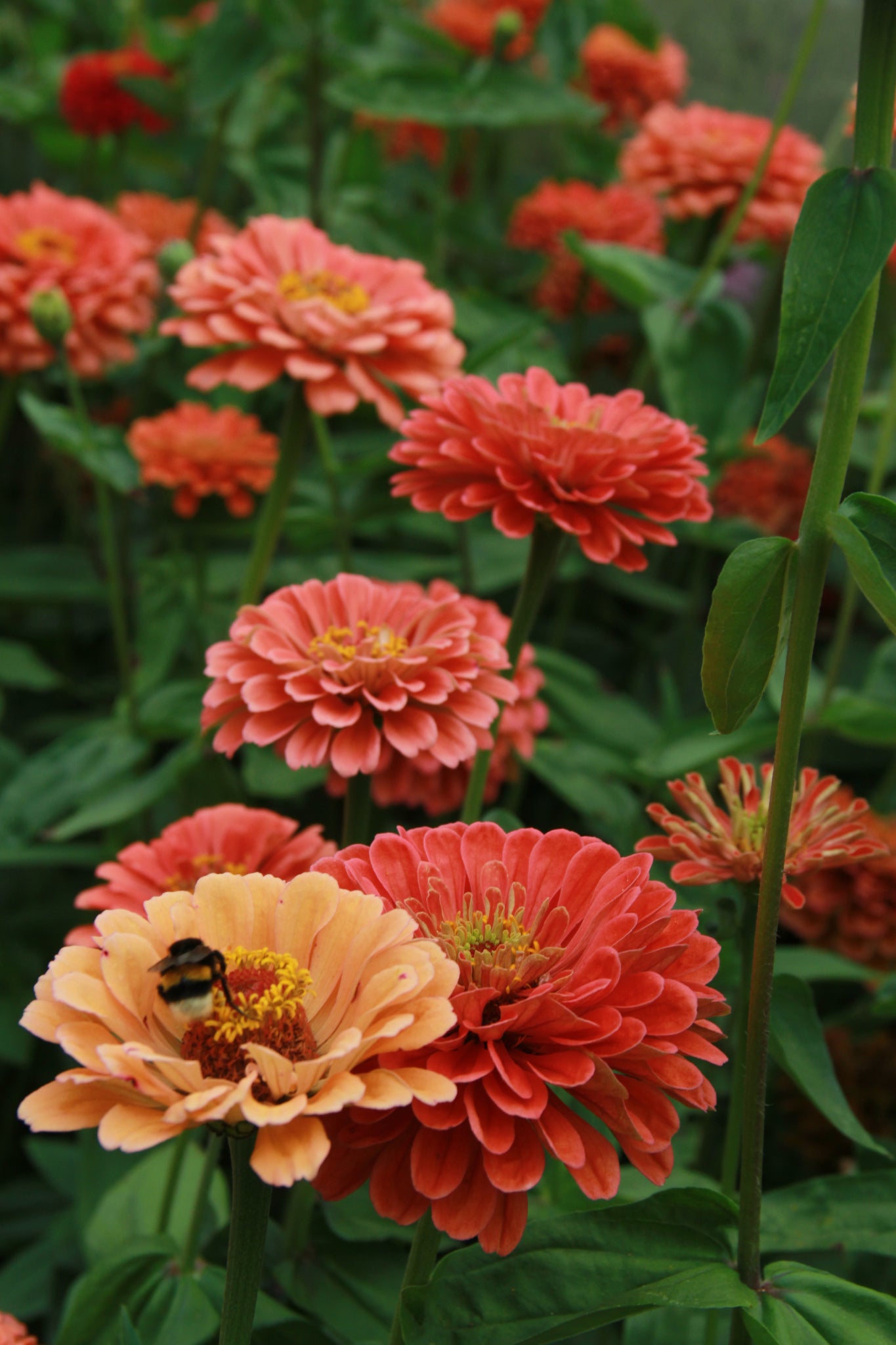 Zinnia 'Benary Giant Salmon Rose' – Zinnia elegans - roze en zalm met een bij