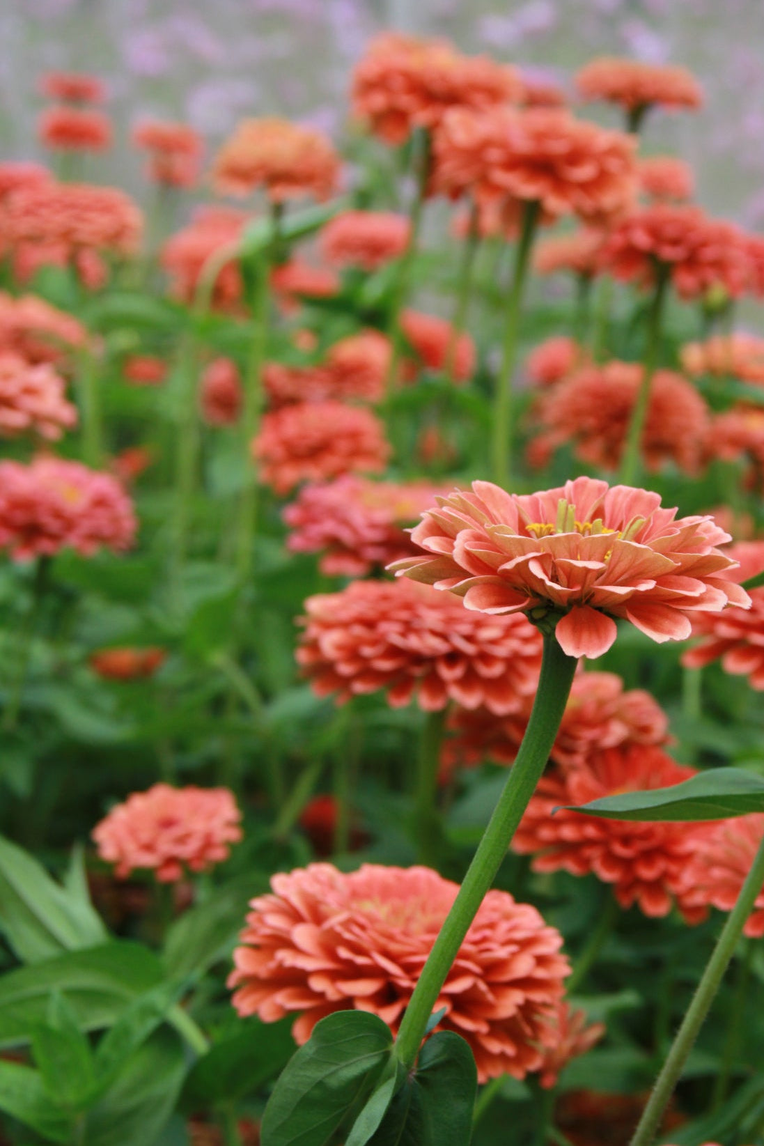 Zinnia 'Benary Giant Salmon Rose' – Zinnia elegans - closeup