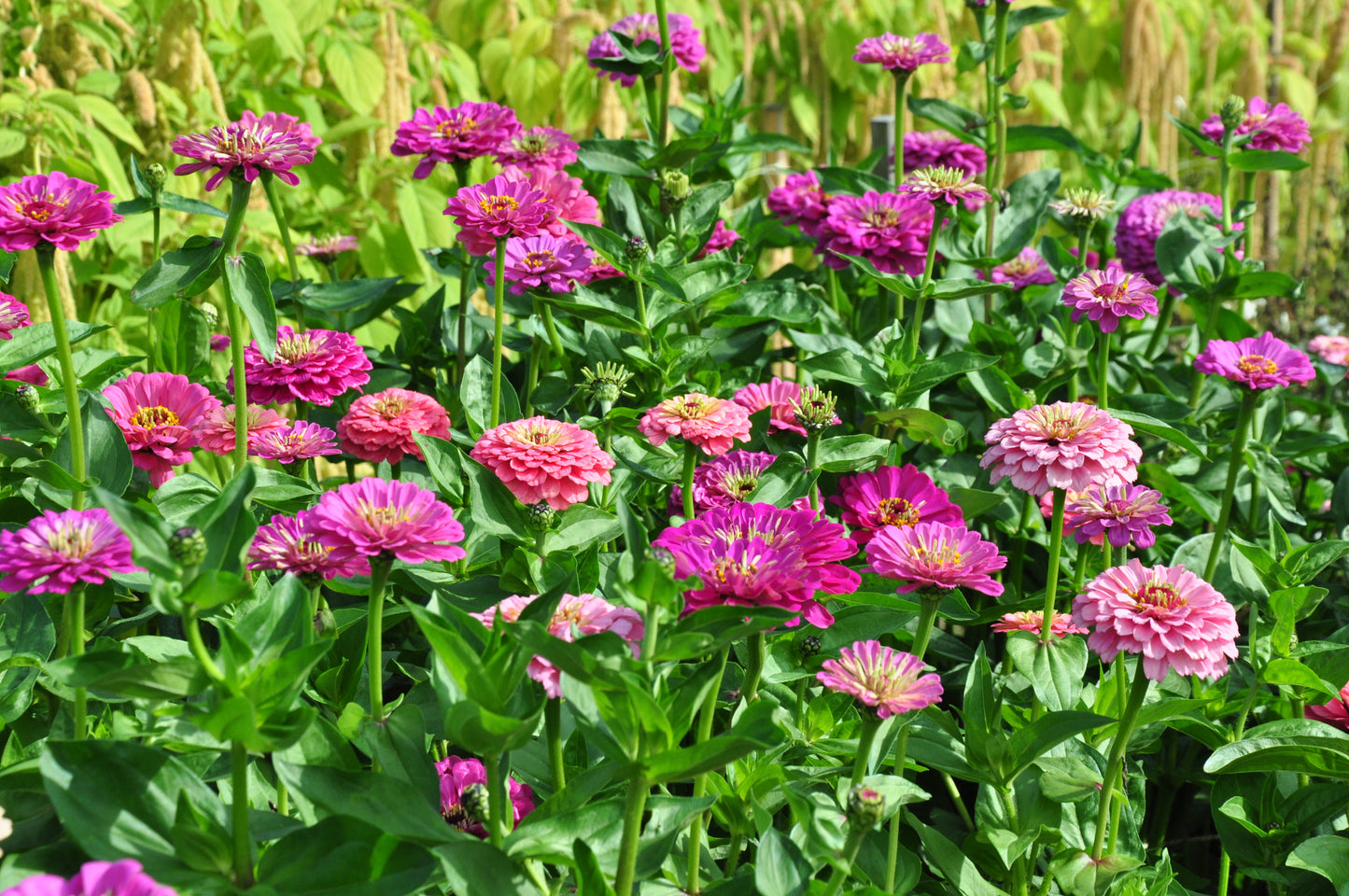Zinnia ‘Grote roze’ (mix) – Zinnia elegans - in het veld