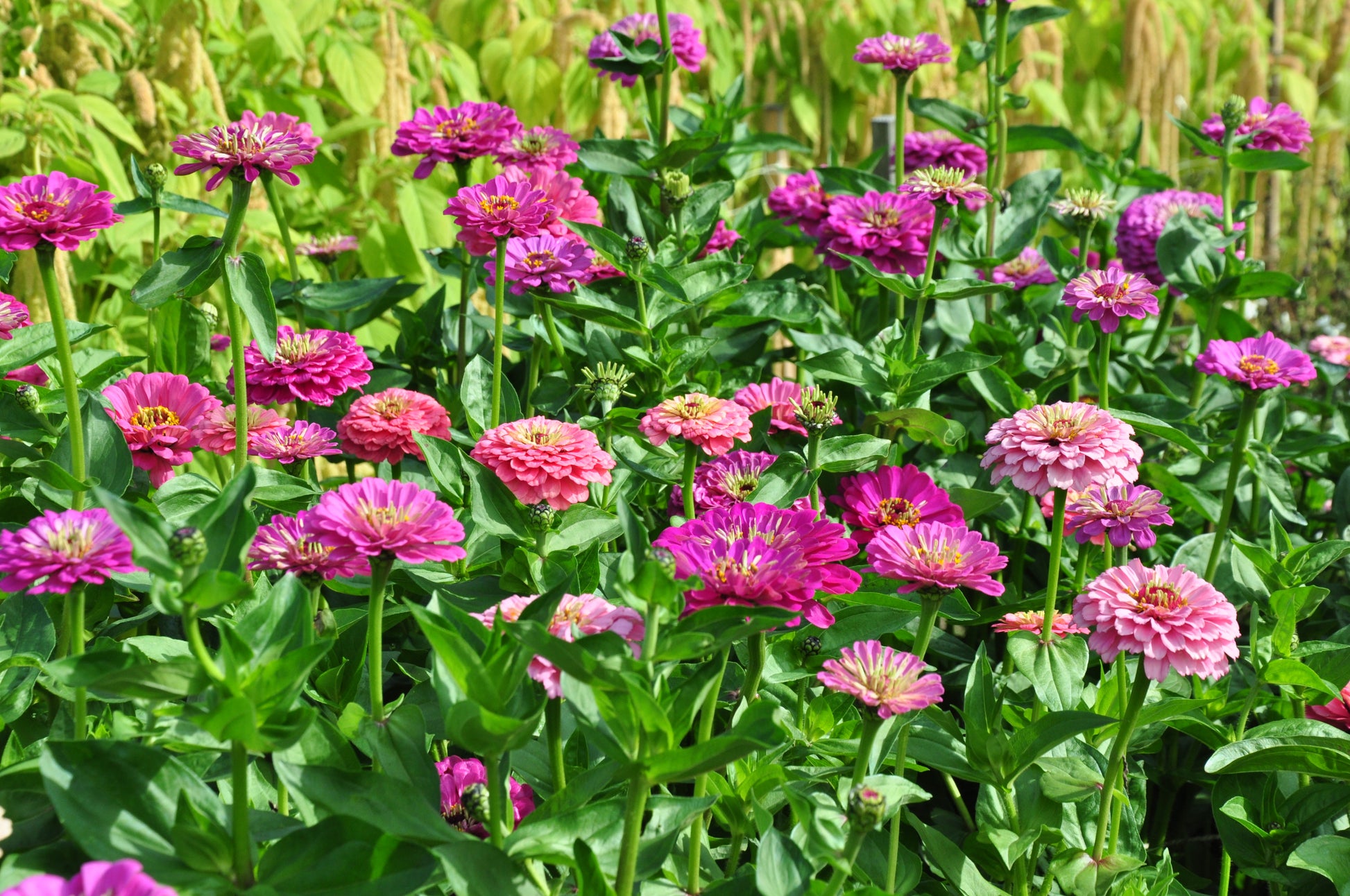 Zinnia ‘Grote roze’ (mix) – Zinnia elegans - in het veld