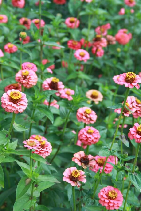 Zinnia 'Lilliput salmon'	- Zinnia elegans