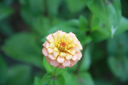 Zinnia 'Lilliput salmon'	- Zinnia elegans - closeup zalm