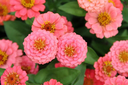 Zinnia 'Lilliput salmon'	- Zinnia elegans - closeup roze