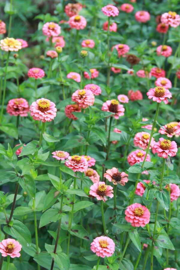 Zinnia 'Lilliput salmon'	- Zinnia elegans